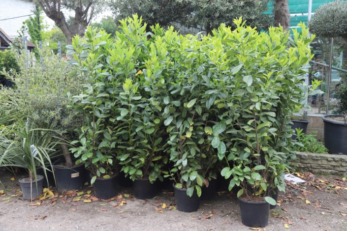 Abbeycroft Nursery, Titchfield, Hampshire