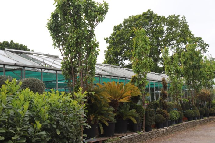 Abbeycroft Nursery, Titchfield, Hampshire